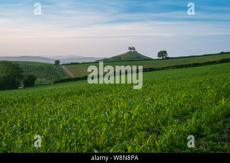 Blick über Felder junger Mais in Richtung der iconic Features von Colmers Hill auf einem sanften Juni Morgen 1. Stockfoto