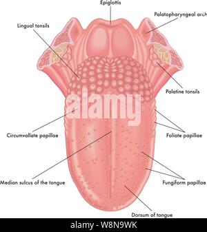 Medizinischen Abbildung der Anatomie der Zunge. Stock Vektor