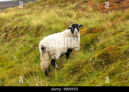 Swaledale Lamm. Gut gewachsen Swaledale Lamm, vorwärts gerichtet, auf rauhen Moor fiel. Landschaft, horizontal. Platz für Kopieren. Stockfoto