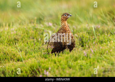 Moorschneehuhn (Wissenschaftlicher Name: Lagopus Lagopus) in natürlichen Lebensraum Moor im August stand, mit Gräsern und lila Heidekraut. Nach rechts. Stockfoto