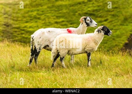 Swaledale Ewe mit geschoren, Vlies, nach rechts mit gut gewachsen Lamm am Fuß im schönen Swaledale, Yorkshire Dales, England. Unscharfer Hintergrund wit Stockfoto