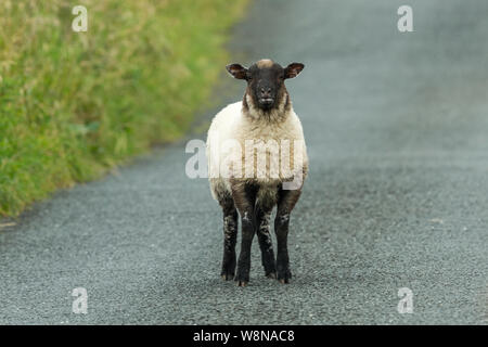 Swaledale Lamm blöken, nach der Trennung von Ihrer Mutter und allein wandern auf einer Straße. Swaledale Schafe sind native North Yorkshire, England, UK. Stockfoto