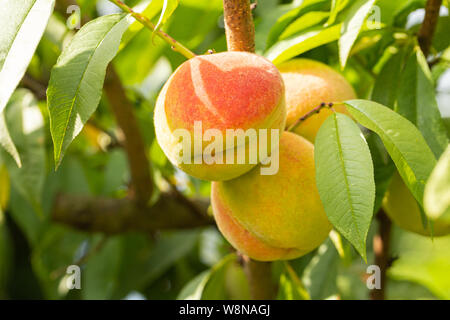Pfirsiche reifen in der Sonne auf den Bäumen Stockfoto