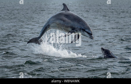 Wilde Delphine springen aus dem Wasser des Ozeans am Moray Firth in der Nähe von Inverness in Schottland Stockfoto