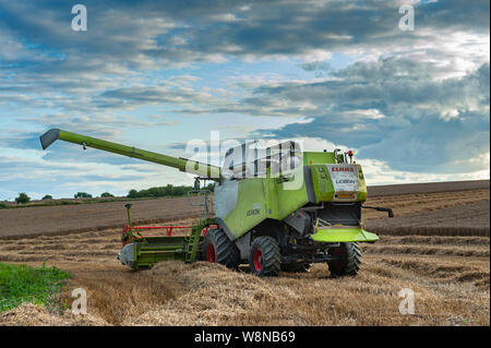 Die summeer Ernte von Weizen unter Weg auf einem Bauernhof in Lincolnshire, mit einem Claas Lexion 630 Mähdrescher Stockfoto