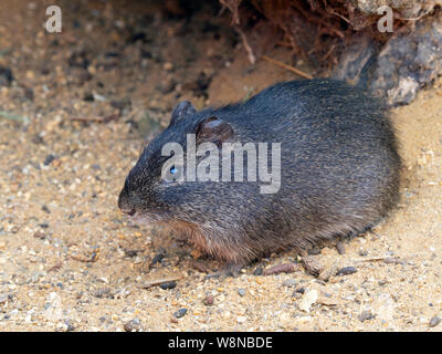 Brasilianische Meerschweinchen Cavia aperea Das wilde Meerschweinchen Stockfoto