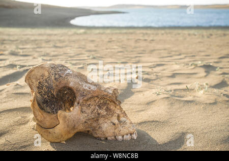 Vieh Schädel in der Nähe der Behälter Ufer. Trockenheit leert Stauseen Konzept Stockfoto