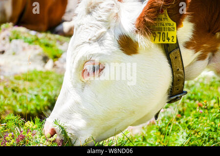 Detail der Braun weisse Kuh Kopf essen Gras. Fotografiert im Freien. Alpenkühe. Bauernhof Tiere. Milchprodukte. Landwirtschaft Konzept. Vieh Industrie. Stockfoto