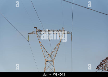 Brasilianische Geier. Vögel der wissenschaftliche Name Coragys Atratus in power transmission Towers gelandet. Ökologisch wichtigen Vogel Gruppe gegenüber der Serie Stockfoto