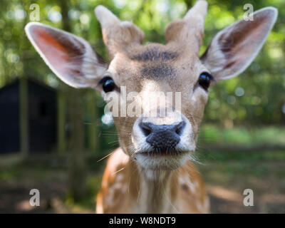 Nahaufnahme eines Damwild, Dama Dama. Stockfoto