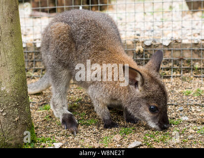 Baby wallaby am Tamar Otter & Wildlife Center,Petherwin, Nr. Launceston, Cornwall, Großbritannien Stockfoto