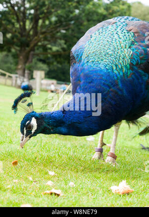 Die indischen Pfauen oder Blauer Pfau (Pavo cristatus) essen Brot am Tamar Otter & Wildlife Center,Petherwin, Nr. Launceston, Cornwall, Großbritannien Stockfoto