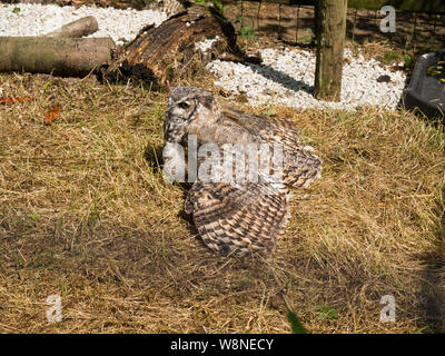 Küsten Great Horned Owl, Bubo virginianus saturatus gegen das Gras am Tamar Otter & Wildlife Center,Petherwin, Nr. Launceston getarnt, Stockfoto