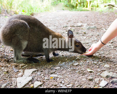 Hand Fütterung ein Wallaby am Tamar Otter & Wildlife Center,Petherwin, Nr. Launceston, Cornwall, Großbritannien Stockfoto