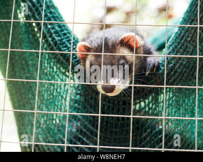 Europäischer Iltis (Mustela Putorius) Stockfoto