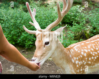 Hand Fütterung ein Damhirsch (Dama Dama) am Tamar Otter & Wildlife Center,Petherwin, Nr. Launceston, Cornwall, Großbritannien Stockfoto