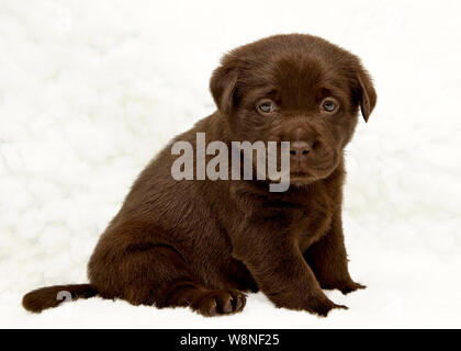 7 Woche alt chocolate Labrador Welpe Portrait Stockfoto