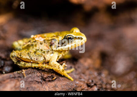 Grasfrosch in einer kontrollierten Umgebung fotografiert Vor zurück, wo ich fand, war sie freigegeben werden. Stockfoto