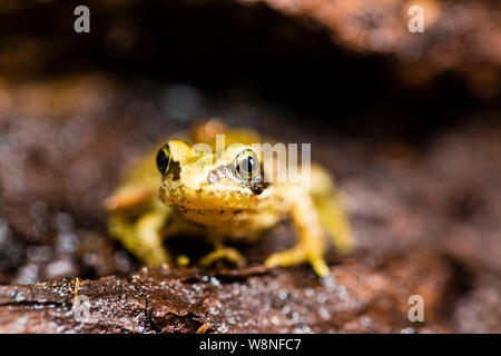 Grasfrosch in einer kontrollierten Umgebung fotografiert Vor zurück, wo ich fand, war sie freigegeben werden. Stockfoto