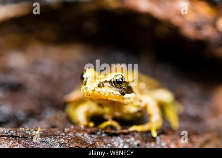 Grasfrosch in einer kontrollierten Umgebung fotografiert Vor zurück, wo ich fand, war sie freigegeben werden. Stockfoto