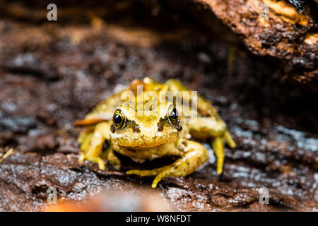 Grasfrosch in einer kontrollierten Umgebung fotografiert Vor zurück, wo ich fand, war sie freigegeben werden. Stockfoto