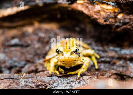 Grasfrosch in einer kontrollierten Umgebung fotografiert Vor zurück, wo ich fand, war sie freigegeben werden. Stockfoto