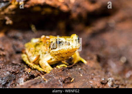 Grasfrosch in einer kontrollierten Umgebung fotografiert Vor zurück, wo ich fand, war sie freigegeben werden. Stockfoto