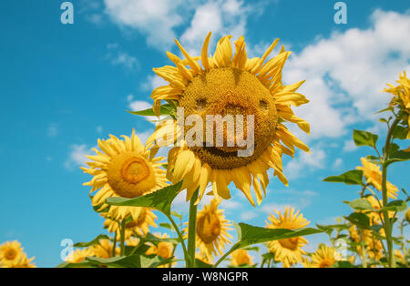 Bereich der Blühende Sonnenblumen. Natur. Selektiver Fokus Natur Stockfoto