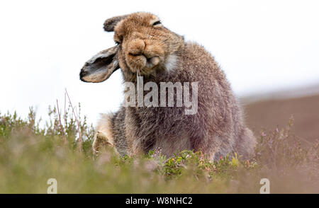 Nahaufnahme der Schneehase (Lepus timidus) Schütteln Kopf schottischen Highlands im Sommer Stockfoto