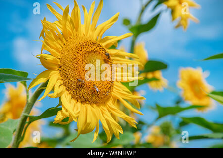 Bereich der Blühende Sonnenblumen. Natur. Selektiver Fokus Natur Stockfoto