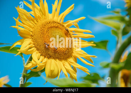 Bereich der Blühende Sonnenblumen. Natur. Selektiver Fokus Natur Stockfoto