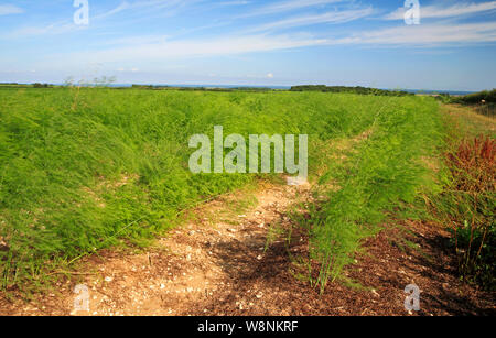 Ein Feld von Spargel, Asparagus officinalis, mit Farn Wachstum nach der Ernte bei Thornham, Norfolk, England, Vereinigtes Königreich, Europa. Stockfoto