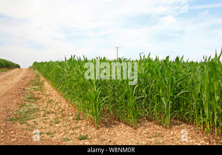 Eine Ecke eines Feldes von Mais wächst auf einem Bauernhof in North Norfolk an Thornham, Norfolk, England, Vereinigtes Königreich, Europa. Stockfoto