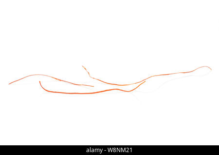 Gruppe von drei ganzen roten Chili threads Makro auf weißem Hintergrund Stockfoto