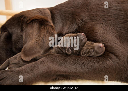 Zwei neugeborene chocolate Labrador Welpen durch ihre Mutter Seite Stockfoto