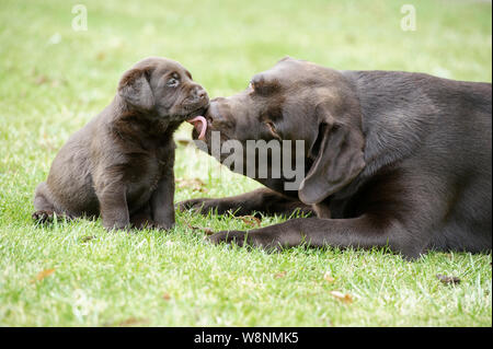 Mama chocolate Labrador Hund leckt ihre fünf Wochen alten Welpen. Stockfoto