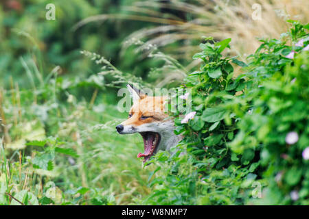 Fuchs am britischen Wildlife Center Stockfoto