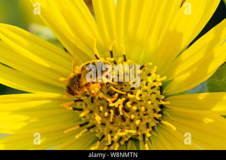 Honigbiene bestäubt auf Gelb False Sunflower in Prairie Feld. Asteraceae Familie. Rhizomartige krautige Staude. Heliopsis Helianthoides. Stockfoto