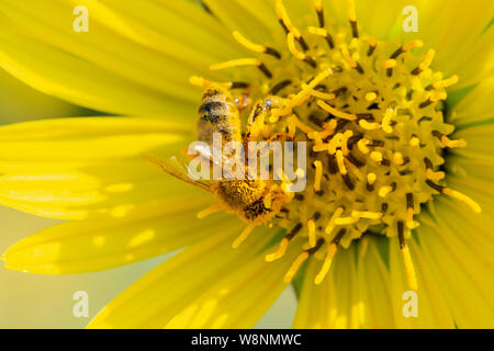 Honigbiene bestäubt auf Gelb False Sunflower in Prairie Feld. Asteraceae Familie. Rhizomartige krautige Staude. Heliopsis Helianthoides. Stockfoto