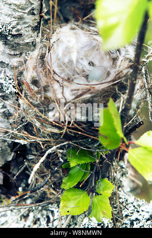 Vögel Nester guide. Gemütliche Arktis redpoll (Acanthis hornemanni) White Nest in Birke unter der Skala flechten. Die Verschachtelung ist hohl mit partrid gefüttert Stockfoto