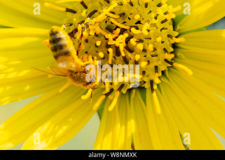 Honigbiene bestäubt auf Gelb False Sunflower in Prairie Feld. Asteraceae Familie. Rhizomartige krautige Staude. Heliopsis Helianthoides. Stockfoto