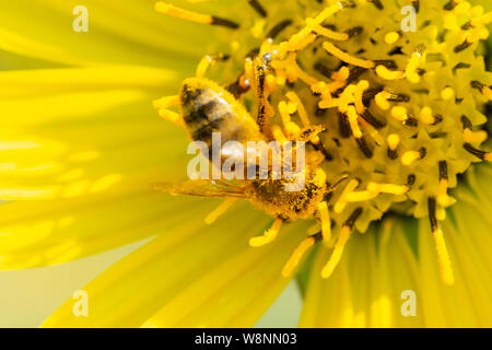 Honigbiene bestäubt auf Gelb False Sunflower in Prairie Feld. Asteraceae Familie. Rhizomartige krautige Staude. Heliopsis Helianthoides. Stockfoto