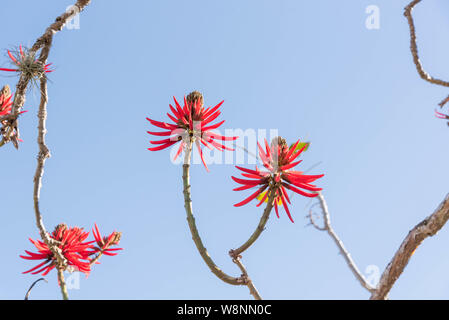 Eritrina Flowers-Chandelier (Erythrina speciosa). Baum, dass die Maßnahmen 3 bis 5 Meter hoch. Die Pflanze hat Dornen und ist weit verbreitet in der Landschaftsgestaltung durch verwendet Stockfoto