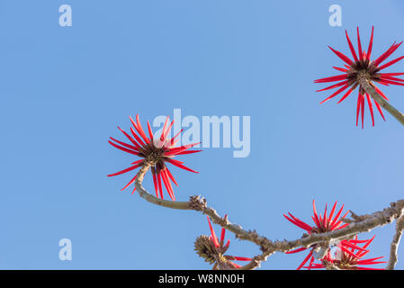 Eritrina Flowers-Chandelier (Erythrina speciosa). Baum, dass die Maßnahmen 3 bis 5 Meter hoch. Die Pflanze hat Dornen und ist weit verbreitet in der Landschaftsgestaltung durch verwendet Stockfoto