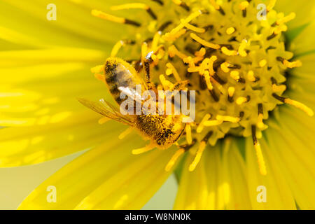 Honigbiene bestäubt auf Gelb False Sunflower in Prairie Feld. Asteraceae Familie. Rhizomartige krautige Staude. Heliopsis Helianthoides. Stockfoto