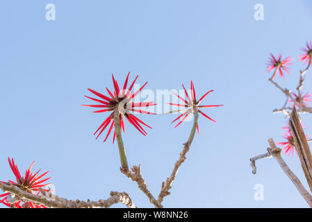 Eritrina Flowers-Chandelier (Erythrina speciosa). Baum, dass die Maßnahmen 3 bis 5 Meter hoch. Die Pflanze hat Dornen und ist weit verbreitet in der Landschaftsgestaltung durch verwendet Stockfoto