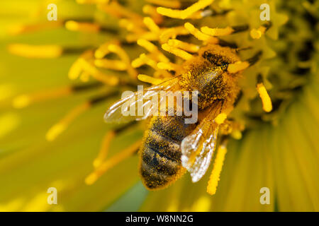 Honigbiene bestäubt auf Gelb False Sunflower in Prairie Feld. Asteraceae Familie. Rhizomartige krautige Staude. Heliopsis Helianthoides. Stockfoto