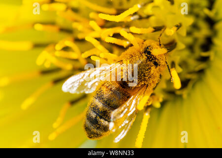 Honigbiene bestäubt auf Gelb False Sunflower in Prairie Feld. Asteraceae Familie. Rhizomartige krautige Staude. Heliopsis Helianthoides. Stockfoto