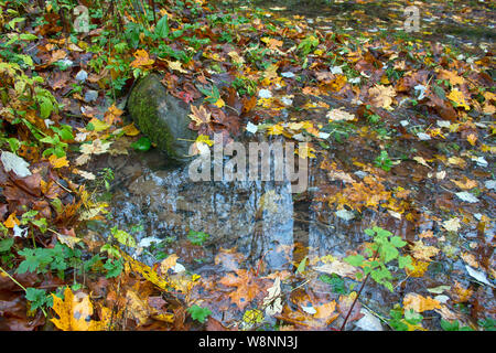 Feder Beats aus dem Boden im Wald. Herbst im Laubwald mit Feder mit gelben Blätter von Ahorn, Eichen und Linden abgedeckt Stockfoto