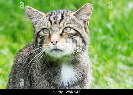 Schottische Wildkatze im britischen Wildlife Centre Stockfoto